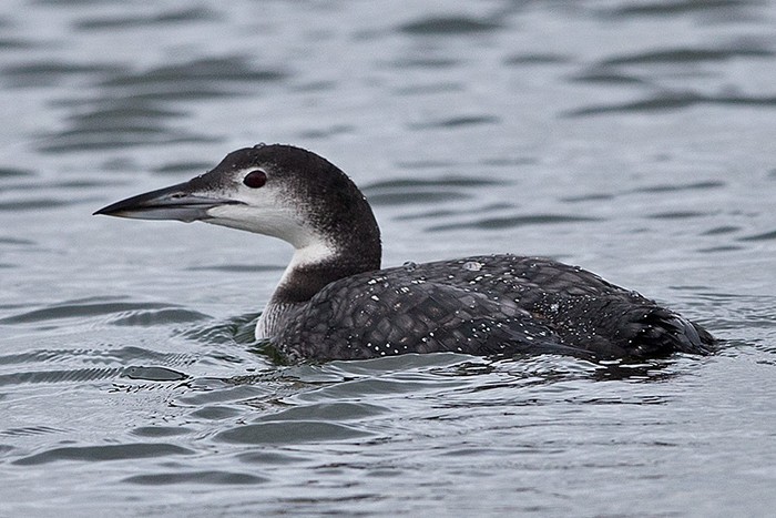Great Northern Diver