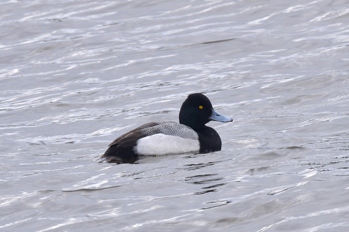 Lesser Scaup