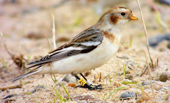 Snow Bunting