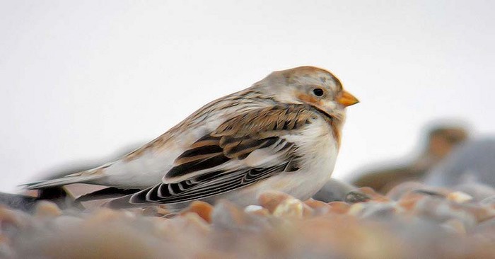 Snow Bunting