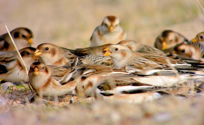 Snow Bunting