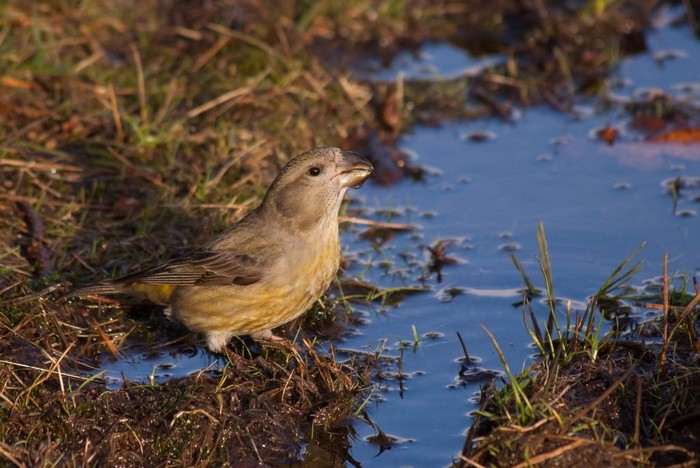 Parrot Crossbill
