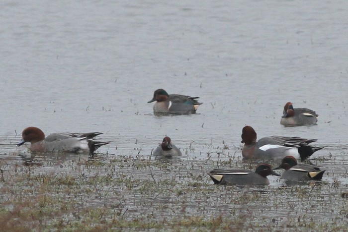 Green-winged Teal