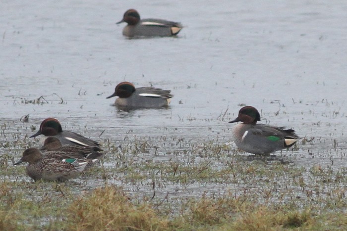 Green-winged Teal