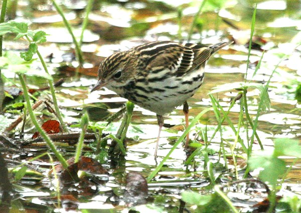 Pechora Pipit