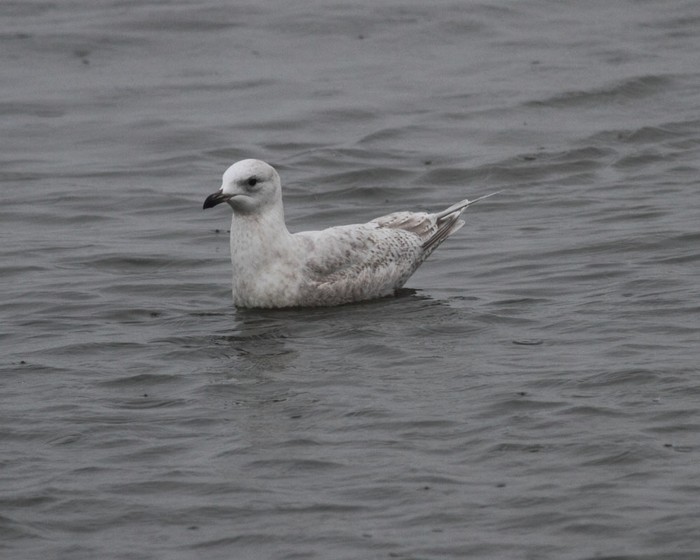 Kumlien's Gull