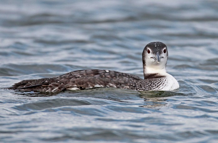 Great Northern Diver