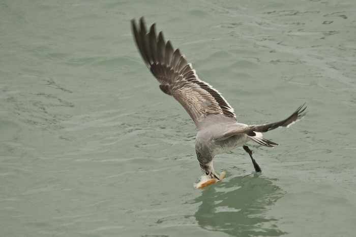 Laughing Gull