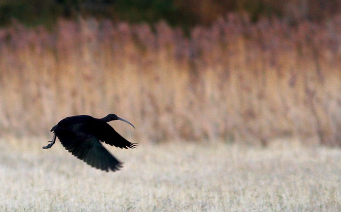 Glossy Ibis