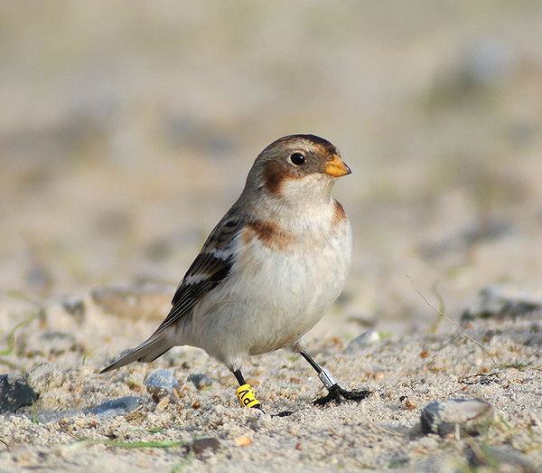 Snow Bunting