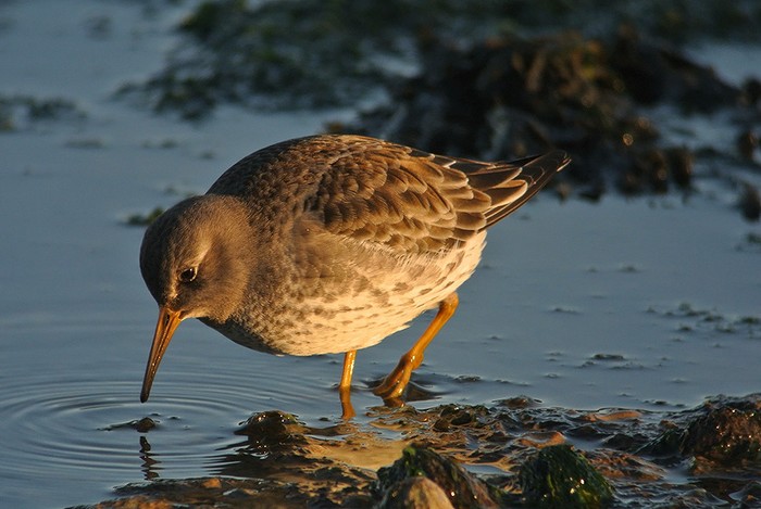 Purple Sandpiper