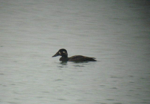Surf Scoter