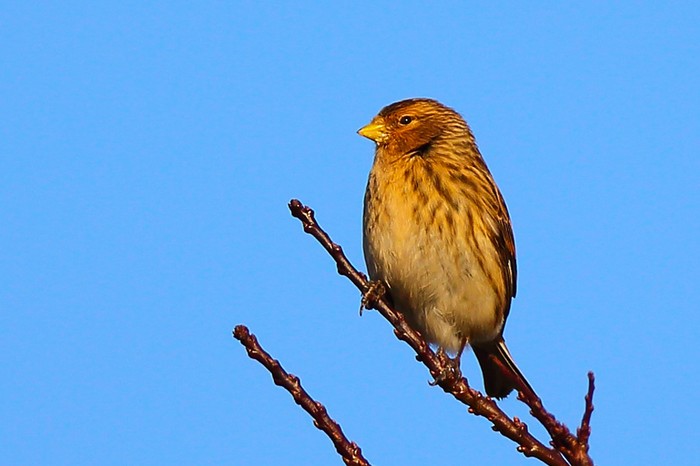 Twite