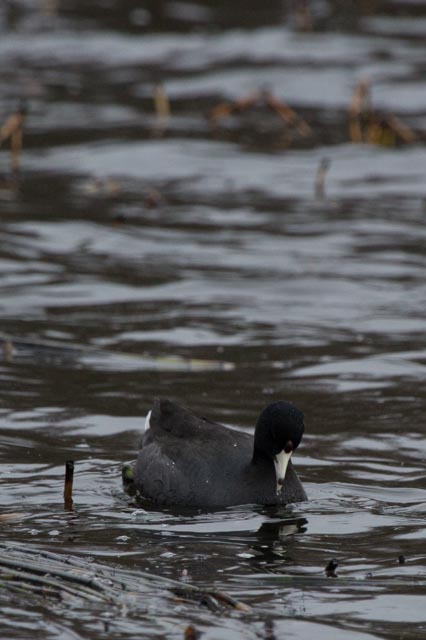 American Coot