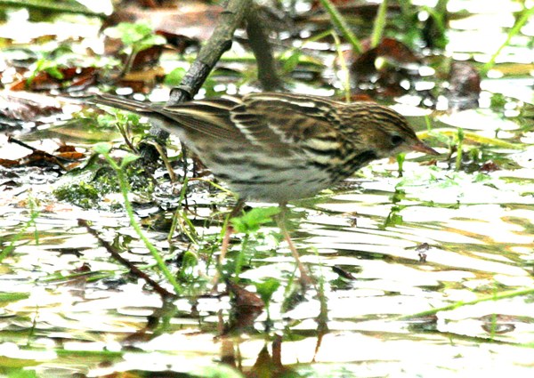 Pechora Pipit
