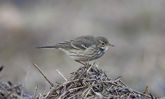 American Buff-bellied Pipit