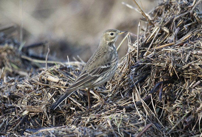 American Buff-bellied Pipit