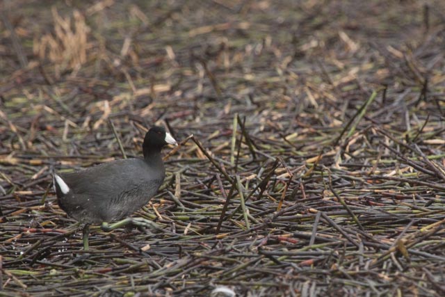 American Coot