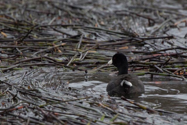 American Coot