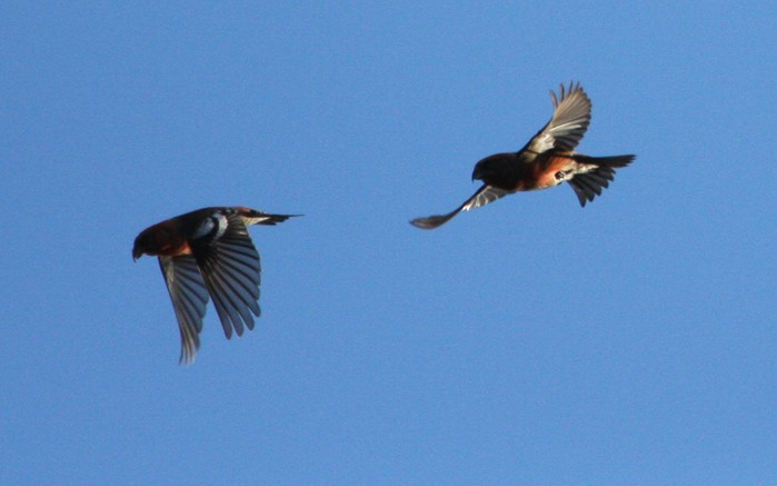 Two-barred Crossbill