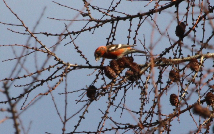 Two-barred Crossbill