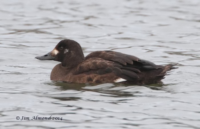 Velvet Scoter