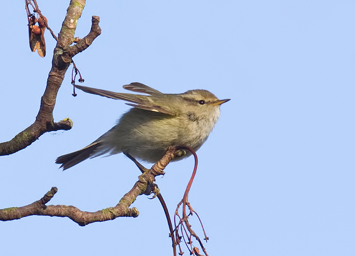 Hume's Yellow-browed Warbler