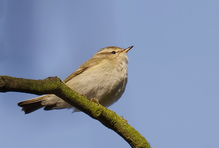 Hume's Yellow-browed Warbler