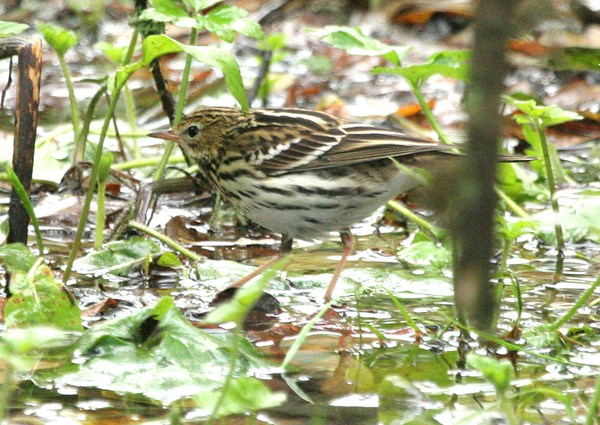 Pechora Pipit