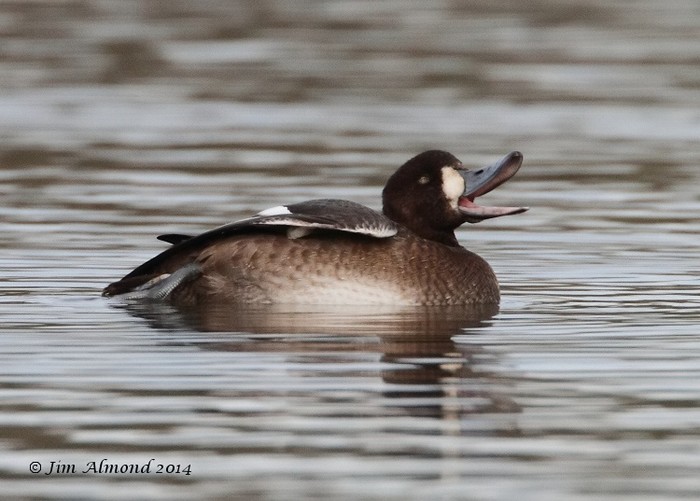 Scaup