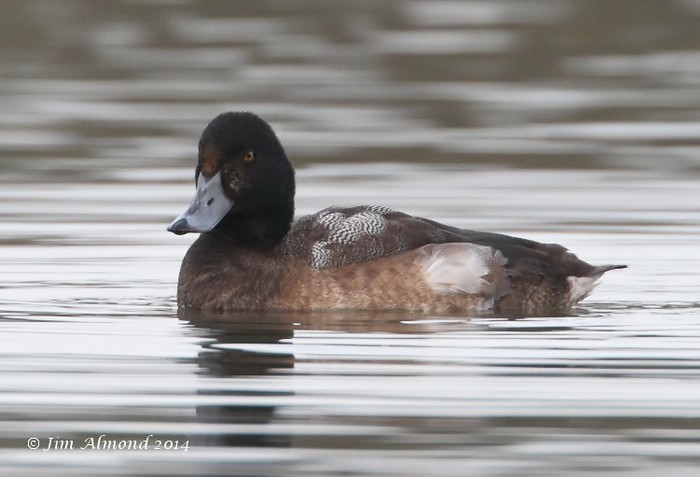Scaup
