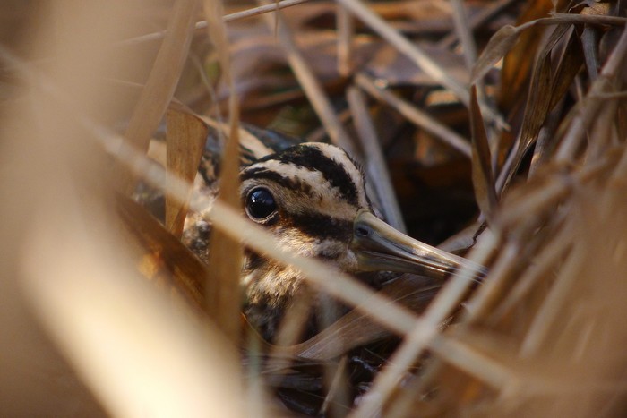 Jack Snipe