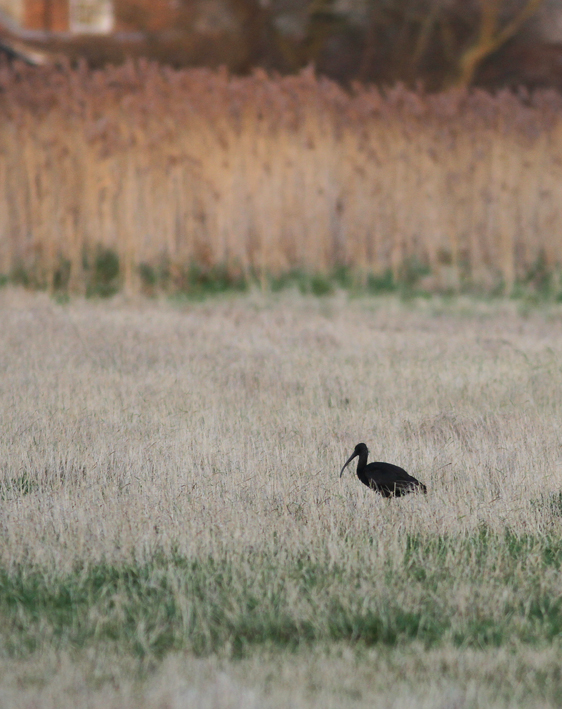 Glossy Ibis