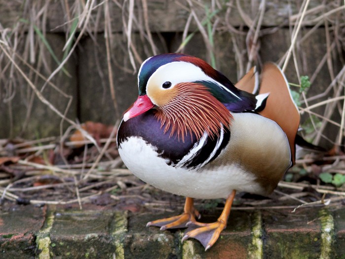 Mandarin
