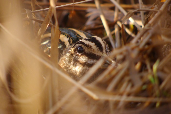 Jack Snipe