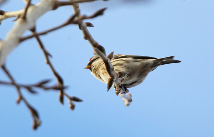 Mealy Redpoll