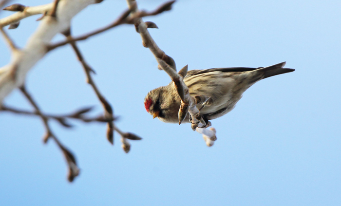 Mealy Redpoll