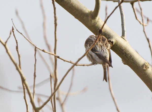 Mealy Redpoll