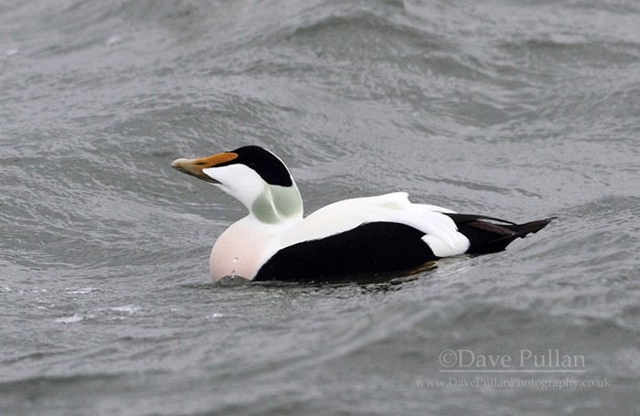 Northern Eider