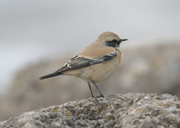 Desert Wheatear