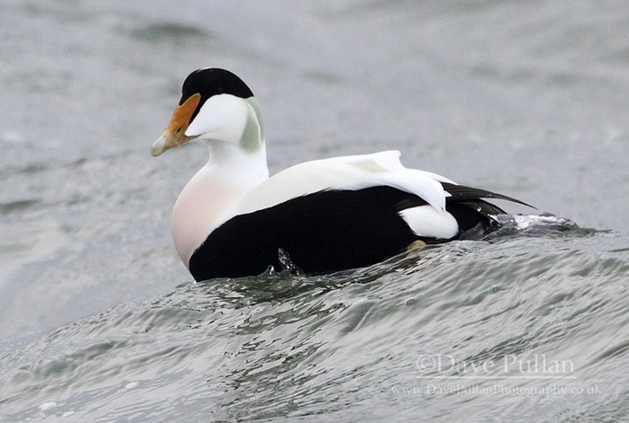 Northern Eider