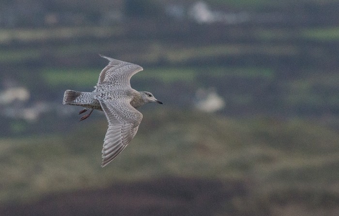 Thayer's Gull