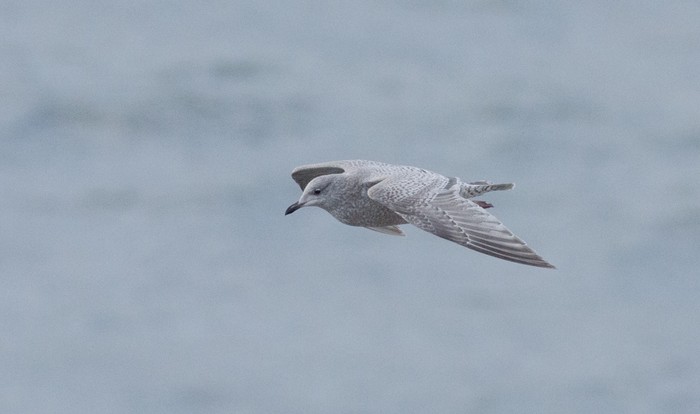 Thayer's Gull