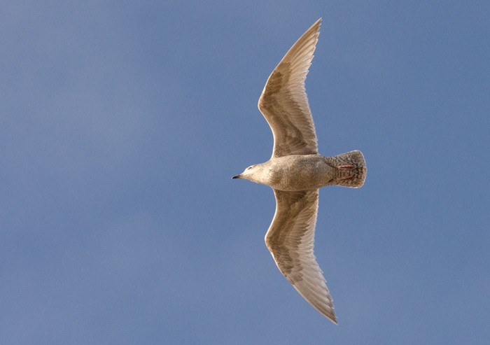 Thayer's Gull
