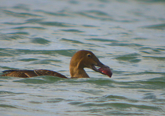 King Eider