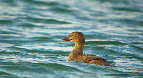 King Eider