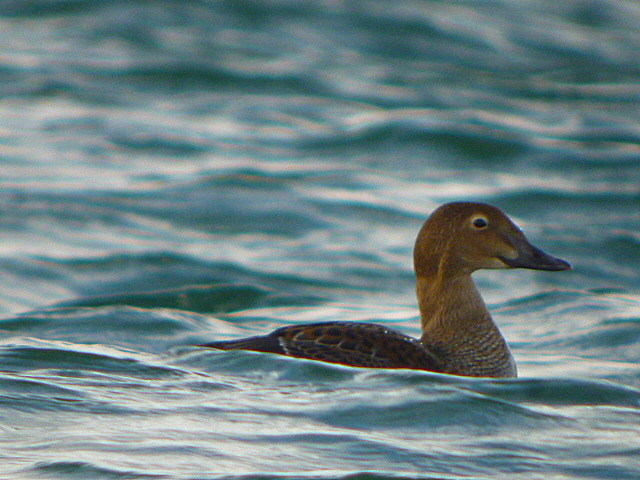 King Eider