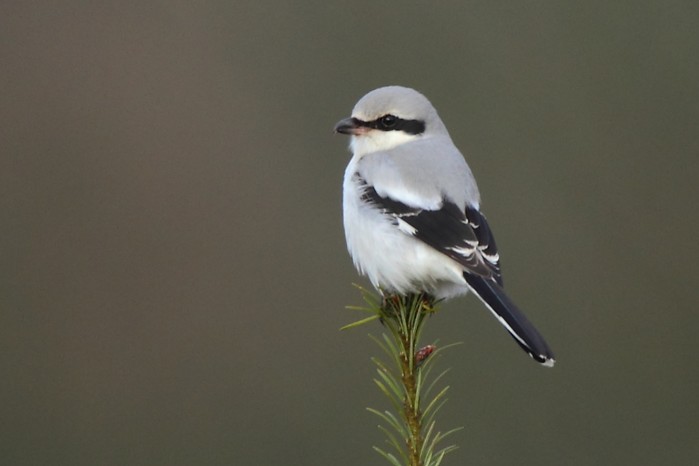 Great Grey Shrike
