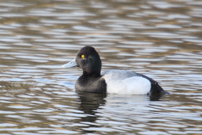 Lesser Scaup