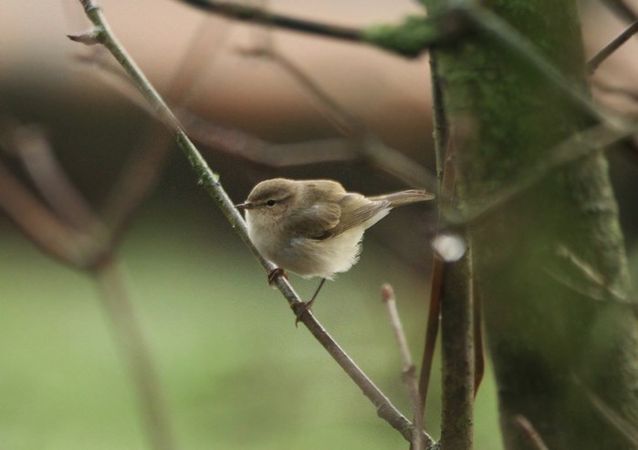 Siberian Chiffchaff